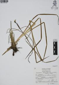 Sisyrinchium angustissimum image